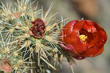 Buckhorn Cholla Blossom, San Tan Mountain Regional Park, April 9, 2015